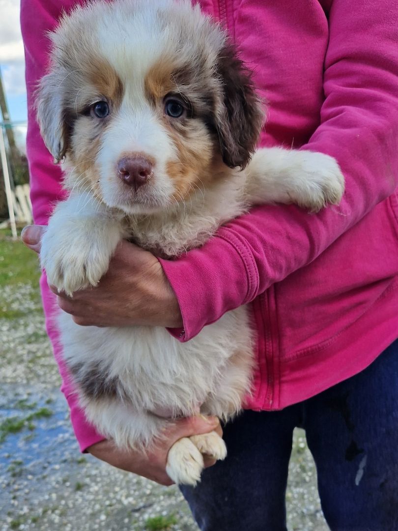 Australien Shepherd Welpen zu verkaufen