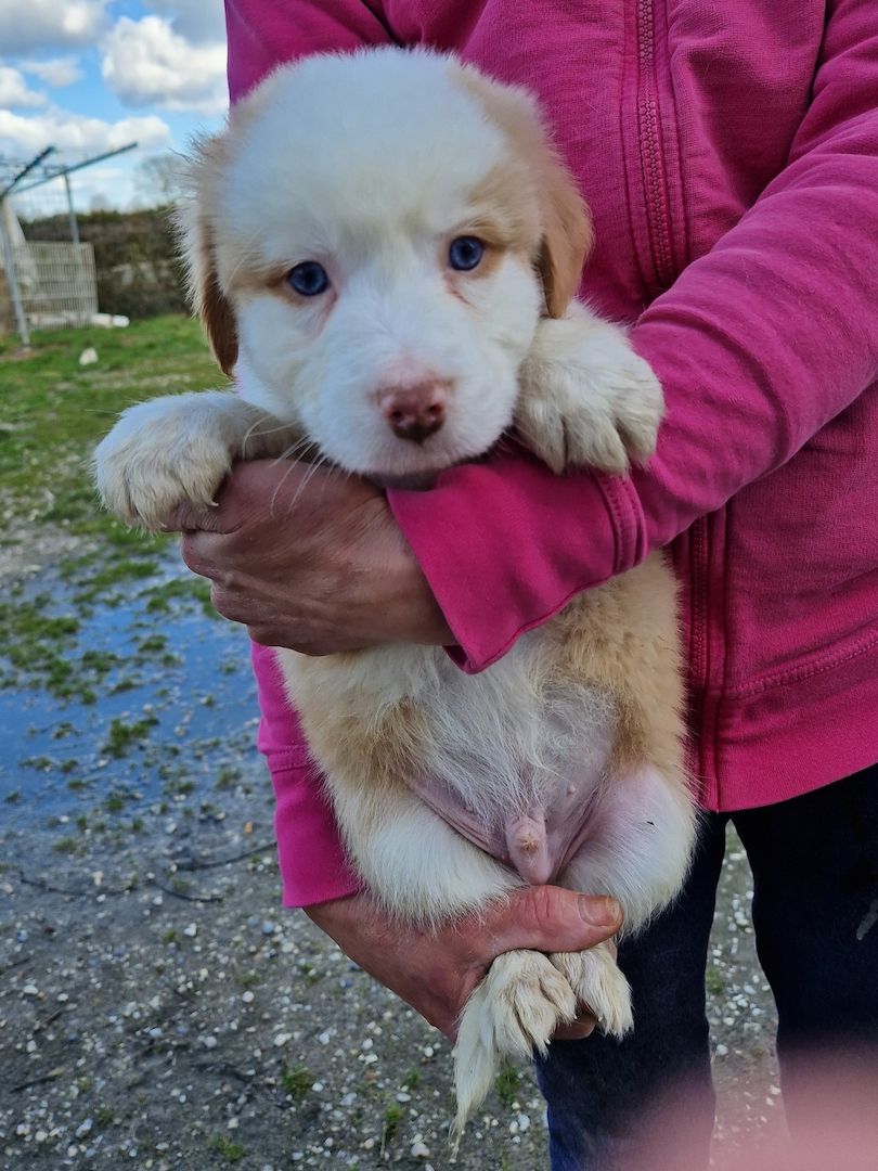 Australien Shepherd Welpen zu verkaufen
