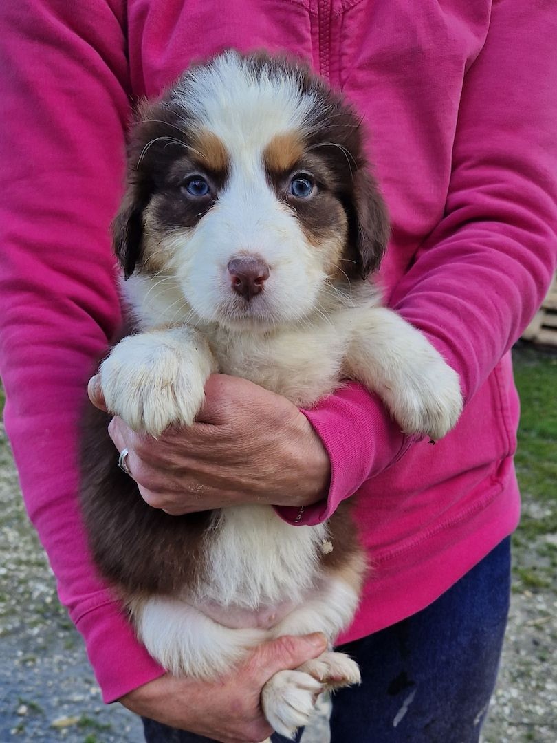 Australien Shepherd Welpen zu verkaufen