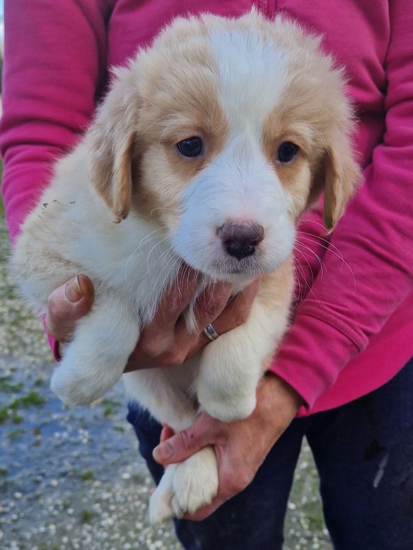 Australien Shepherd Welpen zu verkaufen