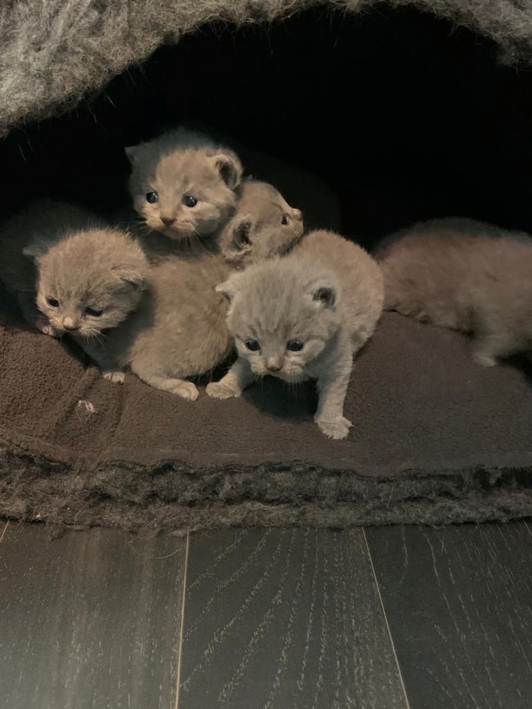 BKH Britisch Kurzhaar Kitten mit Stammbaum