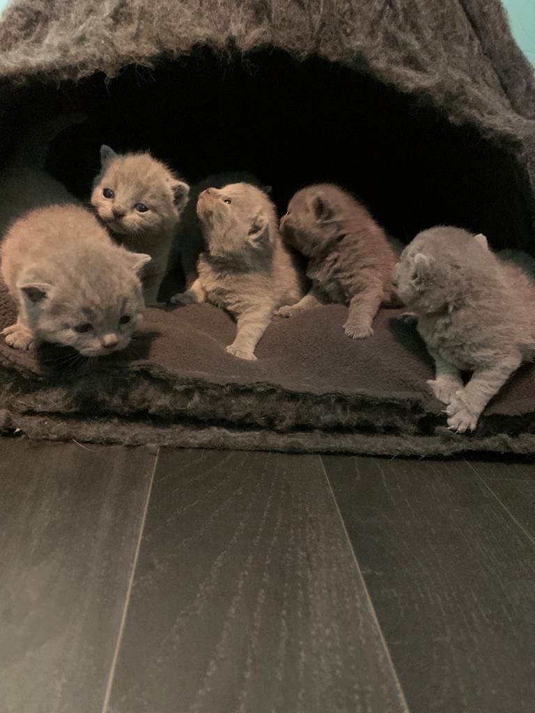 BKH Britisch Kurzhaar Kitten mit Stammbaum