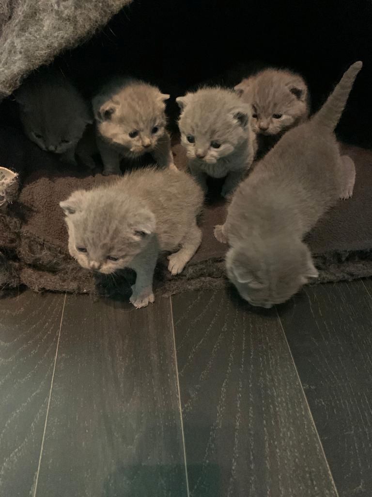 BKH Britisch Kurzhaar Kitten mit Stammbaum