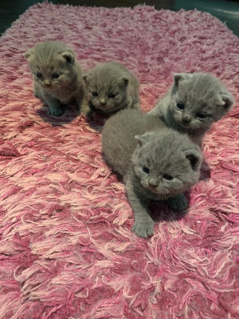 BKH Britisch Kurzhaar Kitten mit Stammbaum