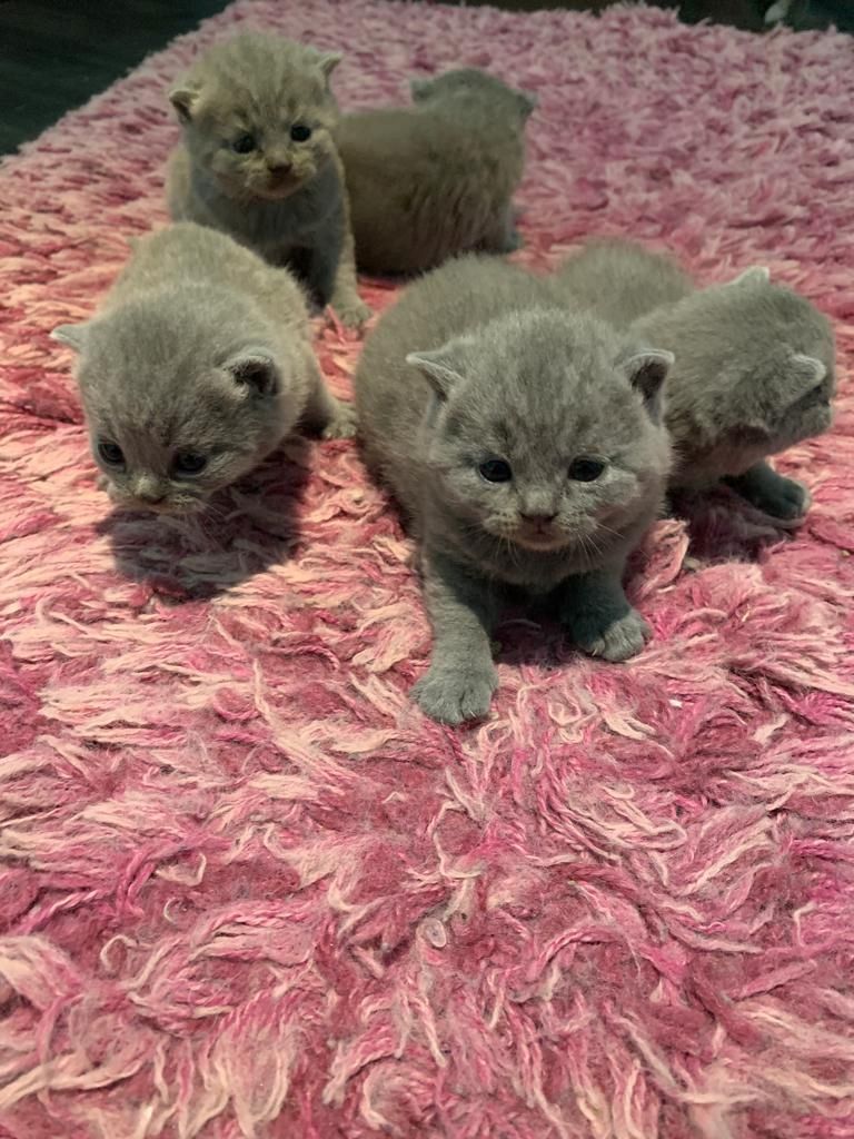 BKH Britisch Kurzhaar Kitten mit Stammbaum