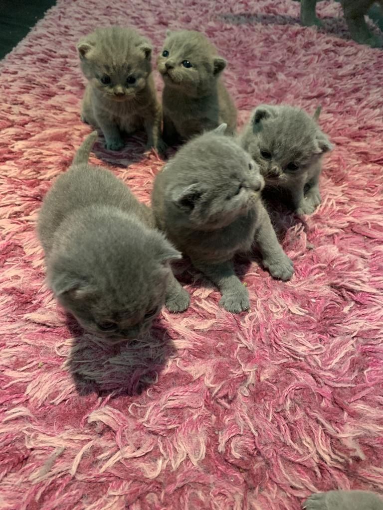 BKH Britisch Kurzhaar Kitten mit Stammbaum