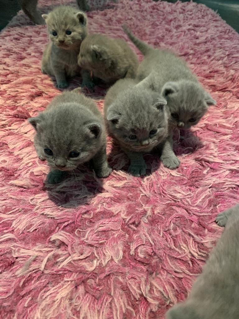 BKH Britisch Kurzhaar Kitten mit Stammbaum