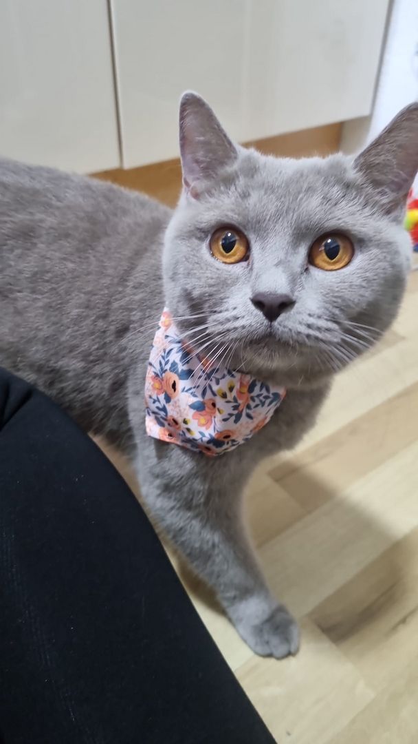 BKH Katzen Sehr Gesund