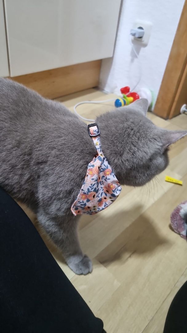 BKH Katzen Sehr Gesund