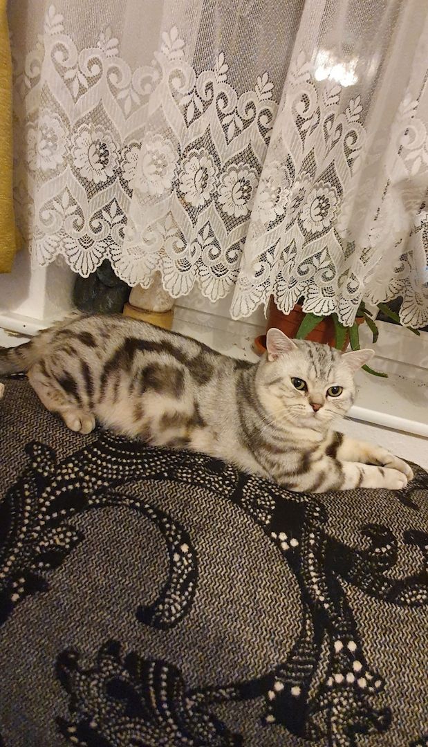 BKH kater,black silver tabby classic