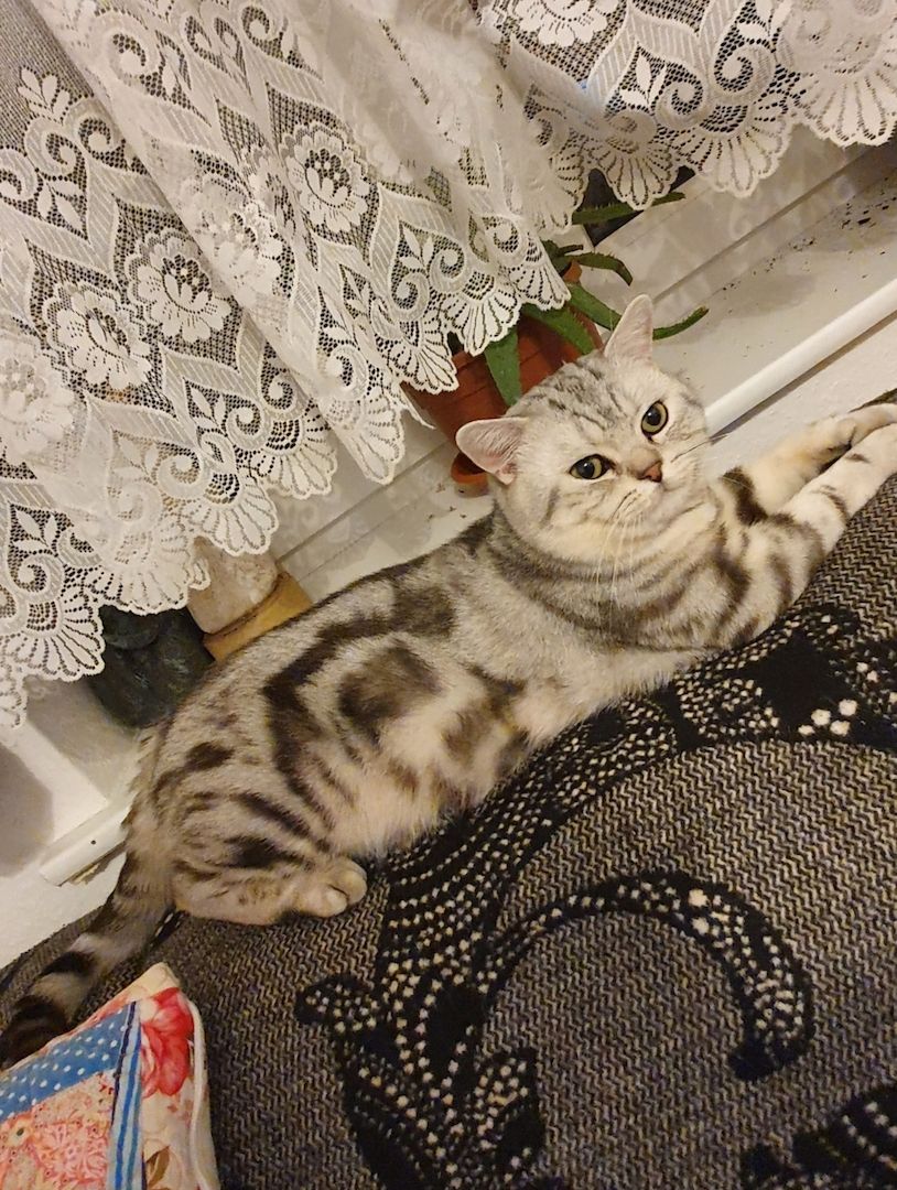 BKH kater,black silver tabby classic