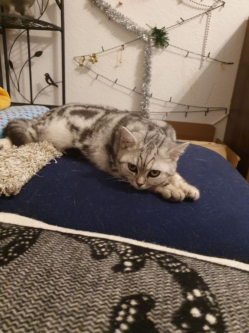 BKH katze,black silver tabby classic