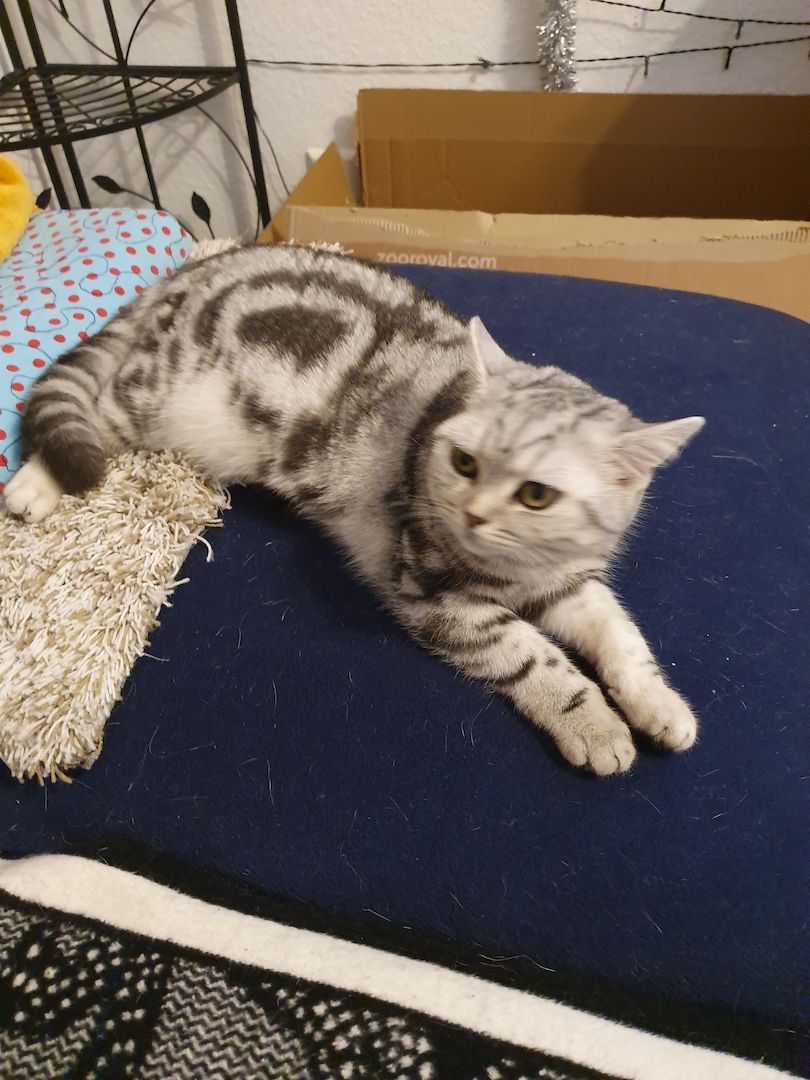 BKH katze,black silver tabby classic