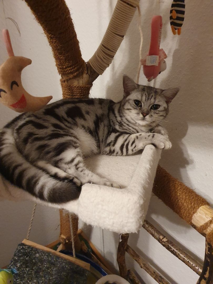 BKH katze,black silver tabby classic