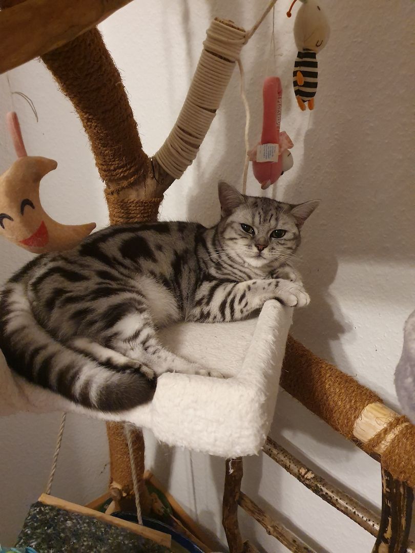 BKH katze,black silver tabby classic