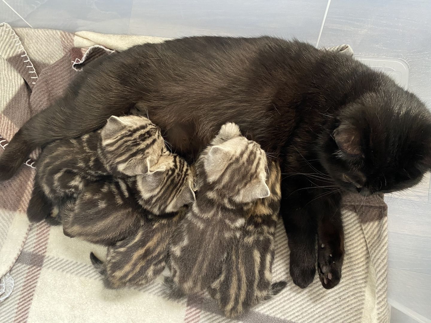 Bkh kitten Katzenbabys