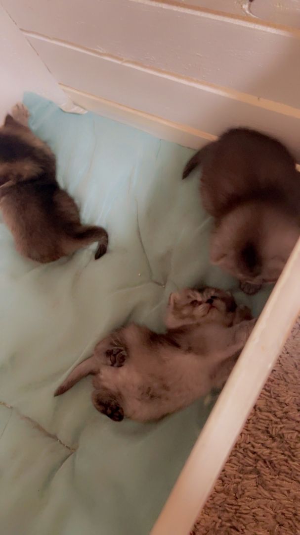 Reinrassige Bkh Kitten