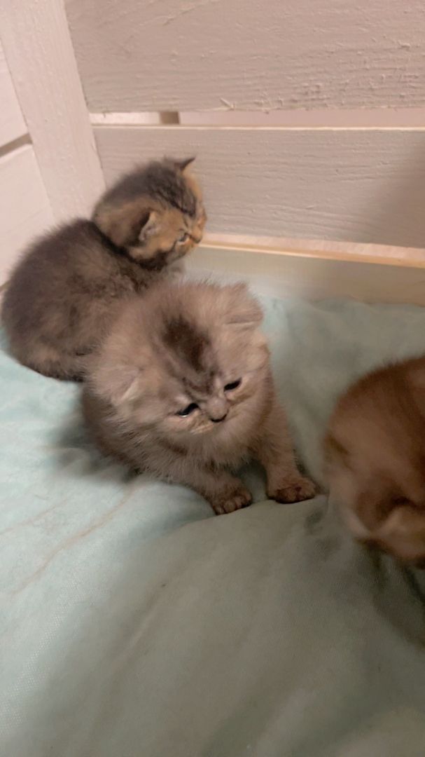 Reinrassige Bkh Kitten