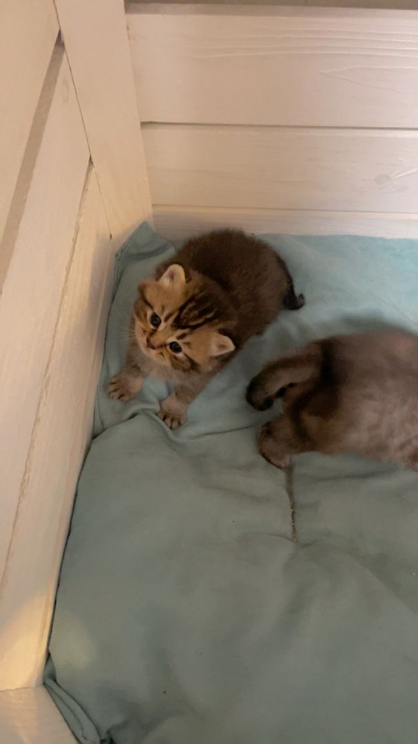 Reinrassige Bkh Kitten