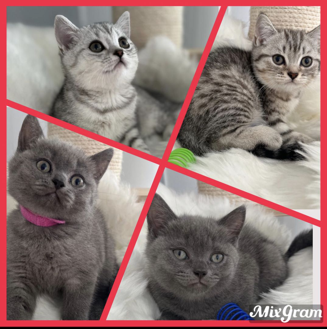 BKH Kitten reinrassig