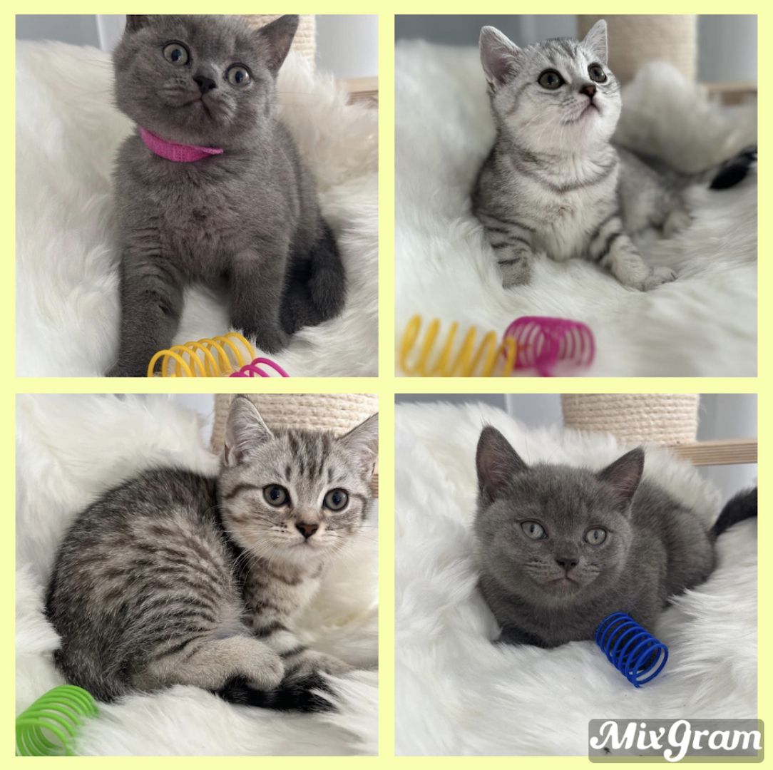 BKH Kitten reinrassig