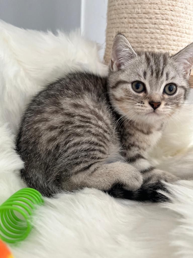 BKH Kitten reinrassig