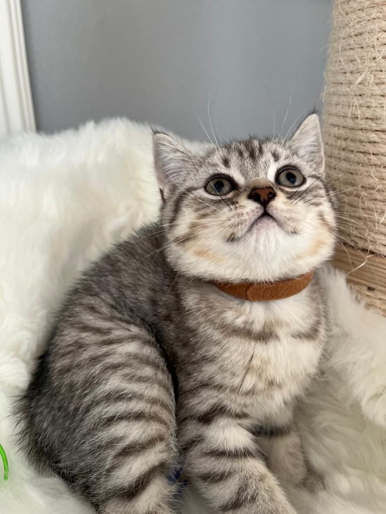 BKH Kitten reinrassig