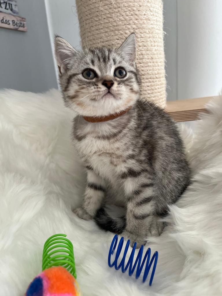 BKH Kitten reinrassig