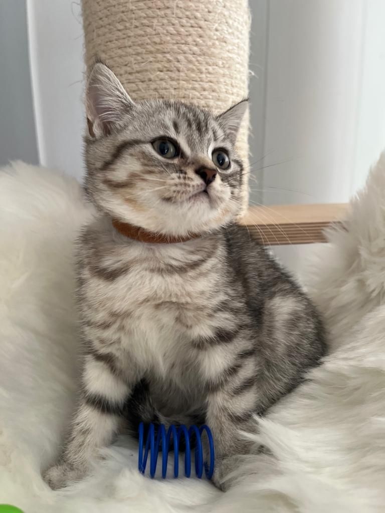 BKH Kitten reinrassig