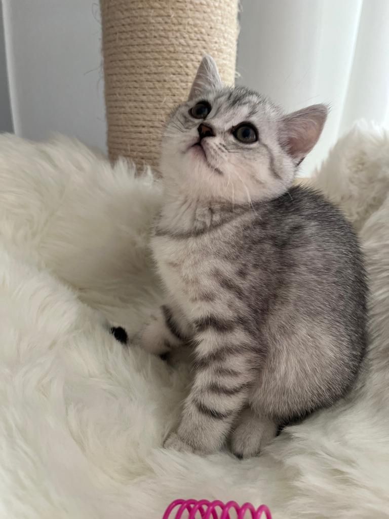 BKH Kitten reinrassig