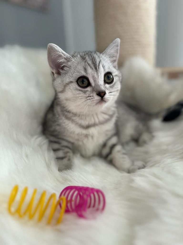 BKH Kitten reinrassig