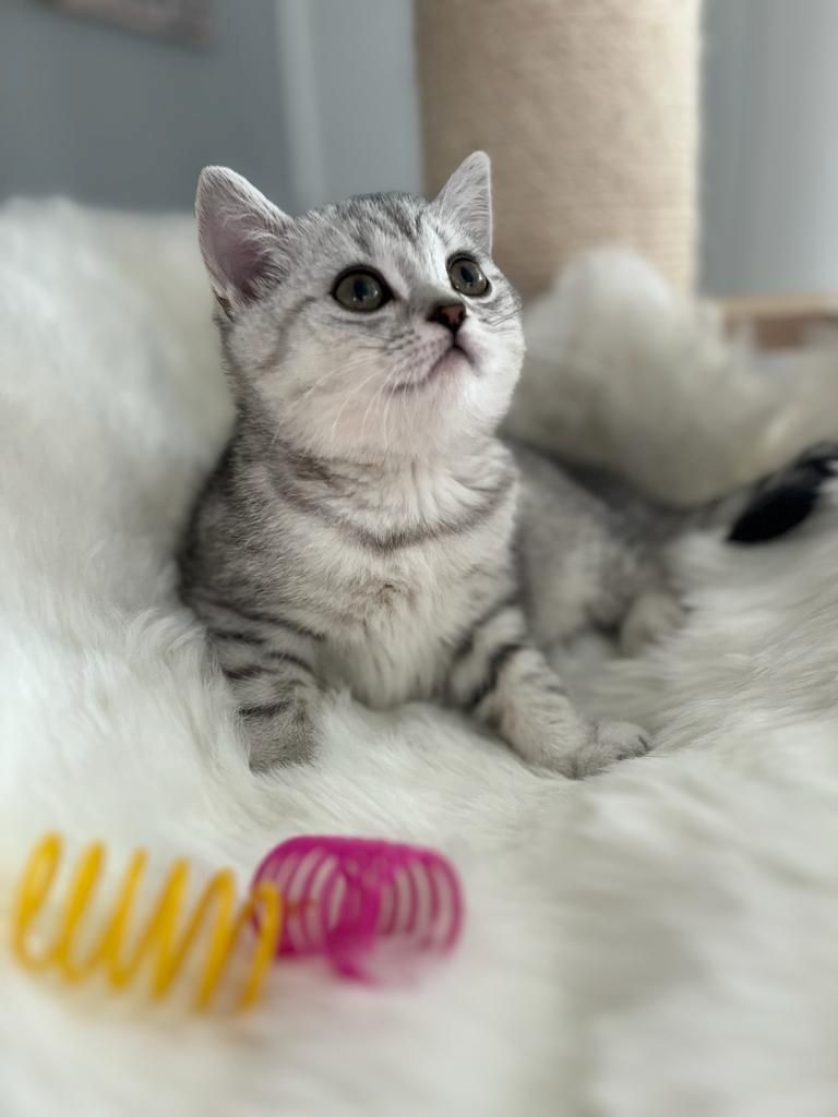 BKH Kitten reinrassig