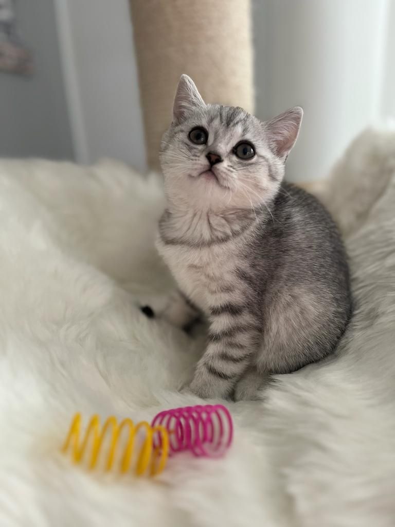 BKH Kitten reinrassig