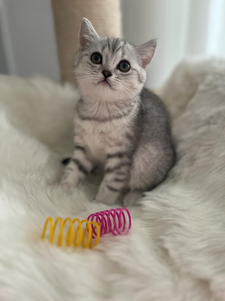 BKH Kitten reinrassig