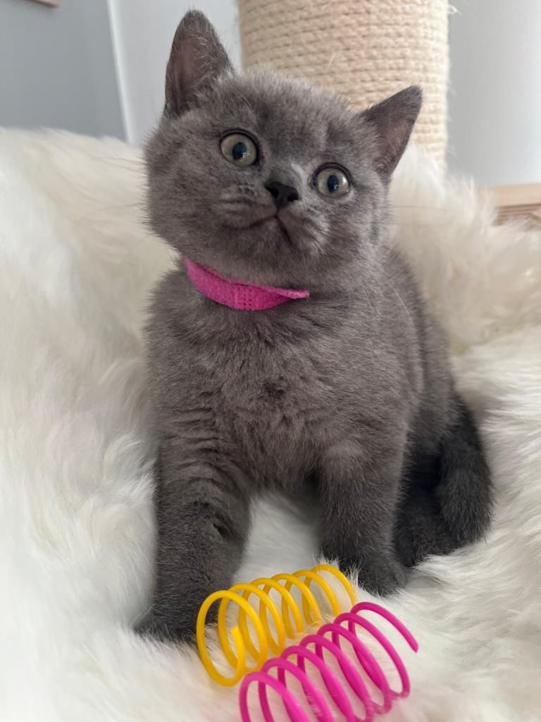 BKH Kitten reinrassig