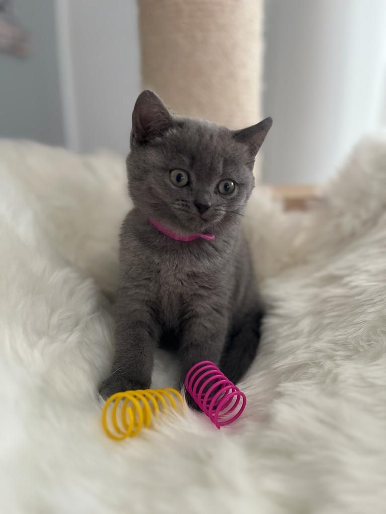 BKH Kitten reinrassig