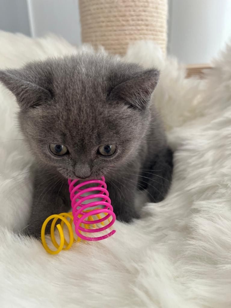 BKH Kitten reinrassig