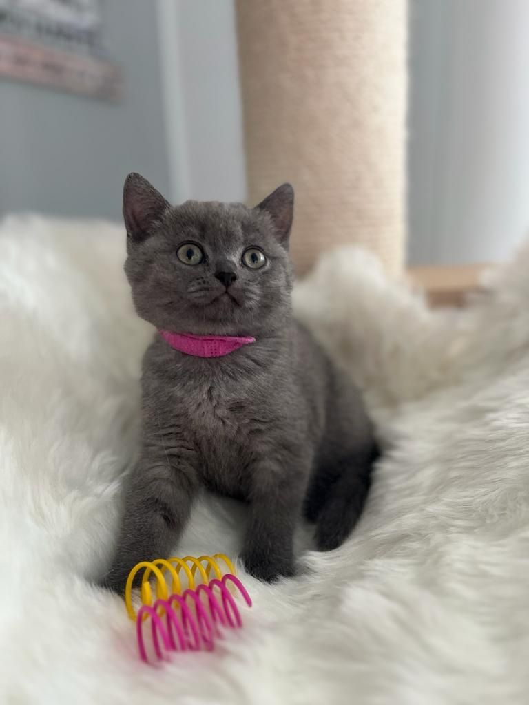 BKH Kitten reinrassig