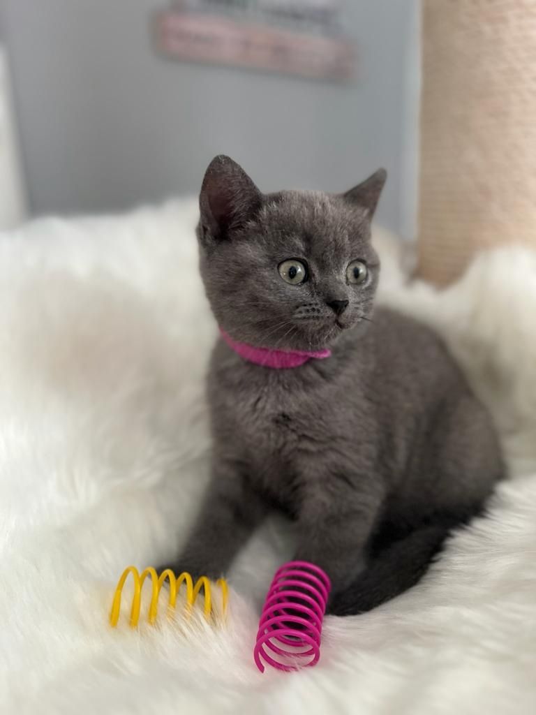 BKH Kitten reinrassig