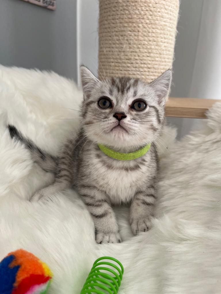 BKH Kitten reinrassig