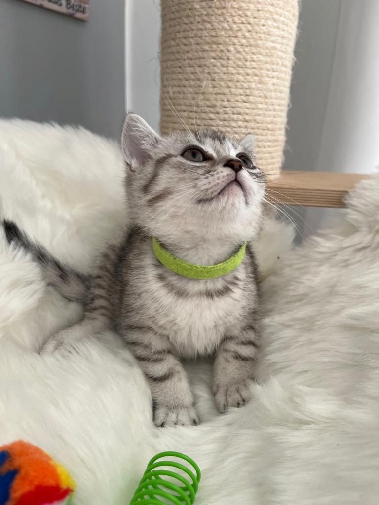 BKH Kitten reinrassig