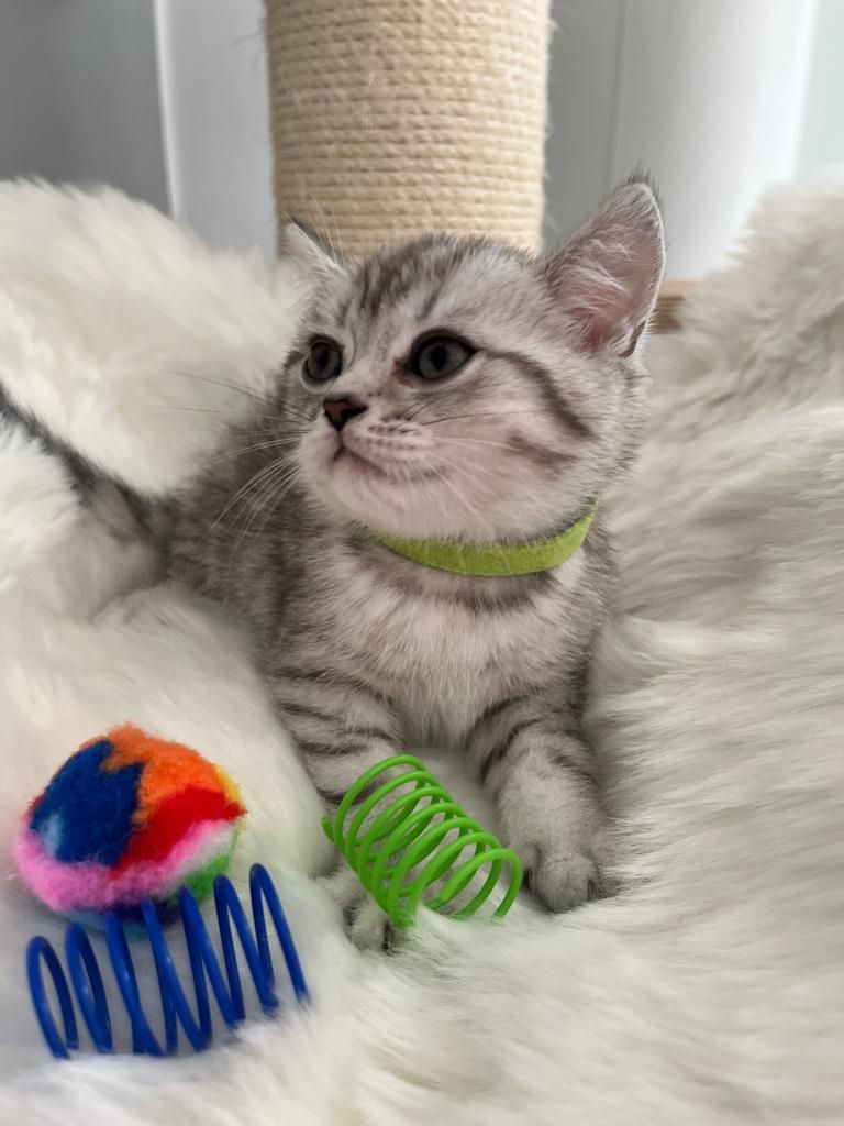 BKH Kitten reinrassig