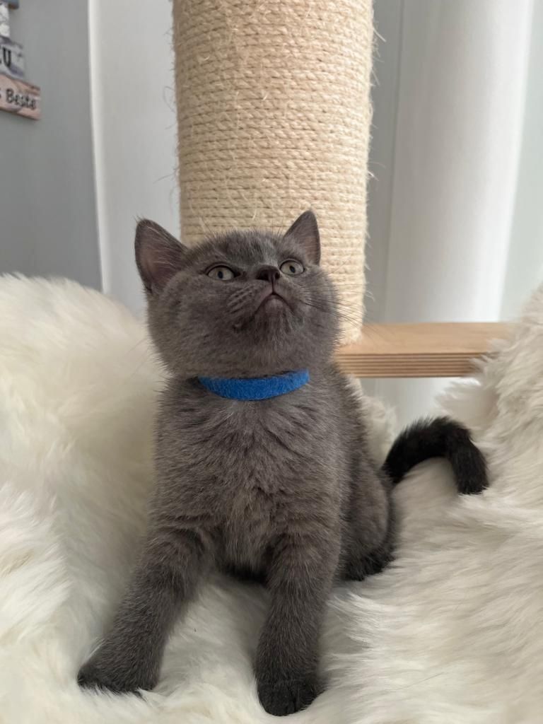 BKH Kitten reinrassig