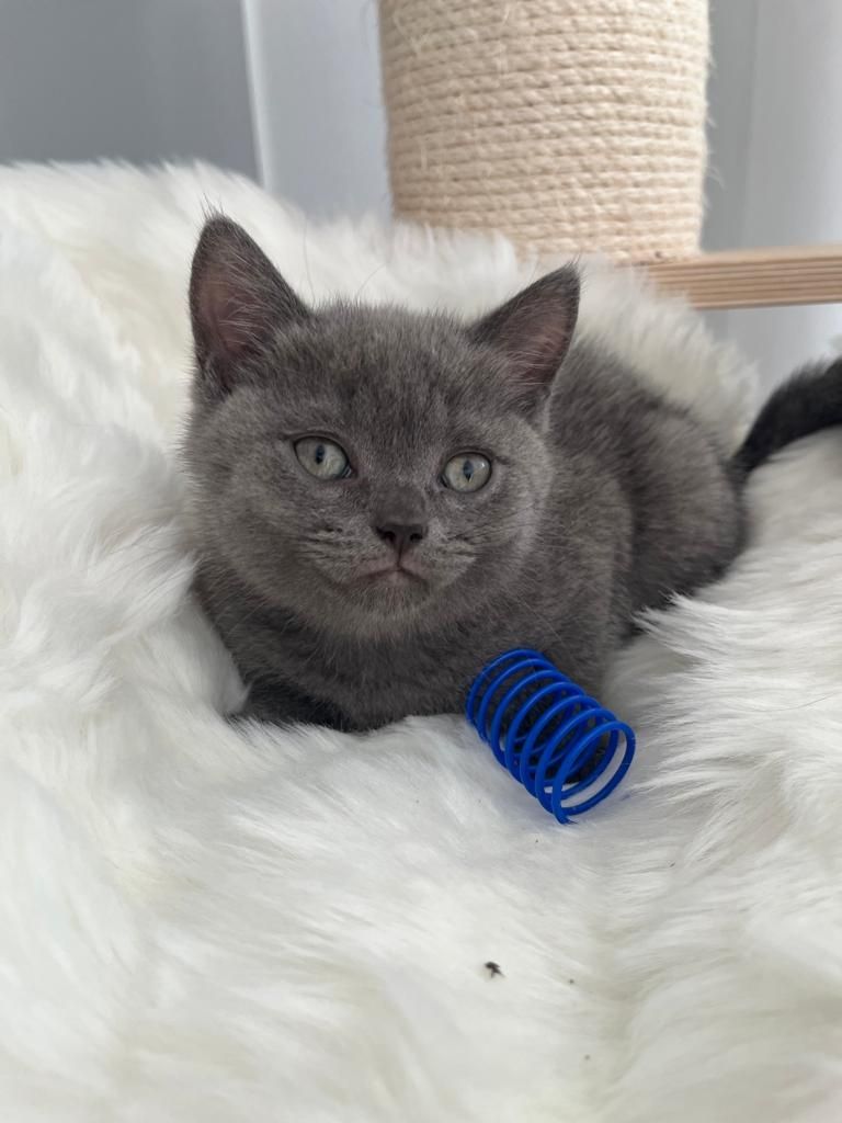 BKH Kitten reinrassig