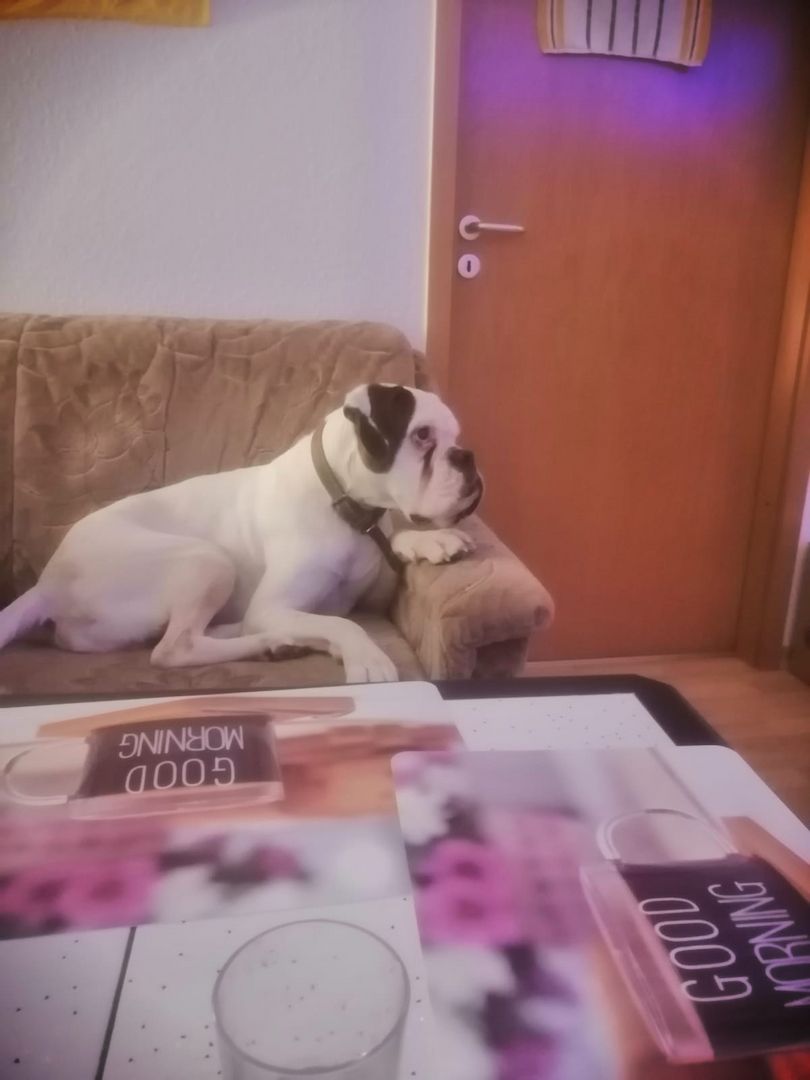 Bruno sucht dringend neues Zuhause