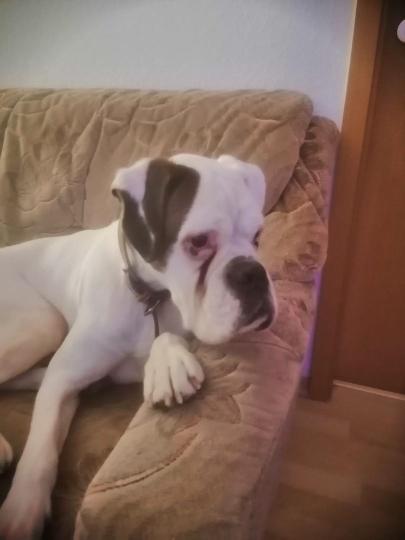 Bruno sucht dringend neues Zuhause