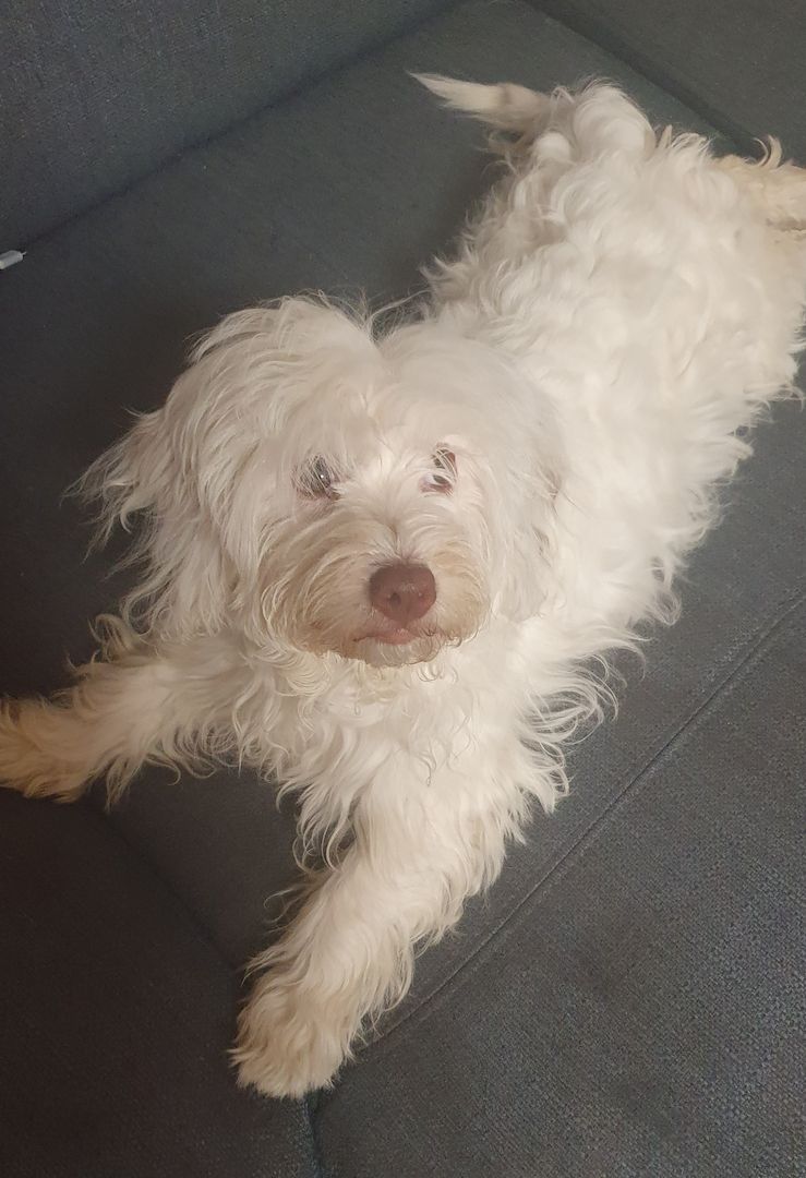 Malteser Weibchen sucht zuhause