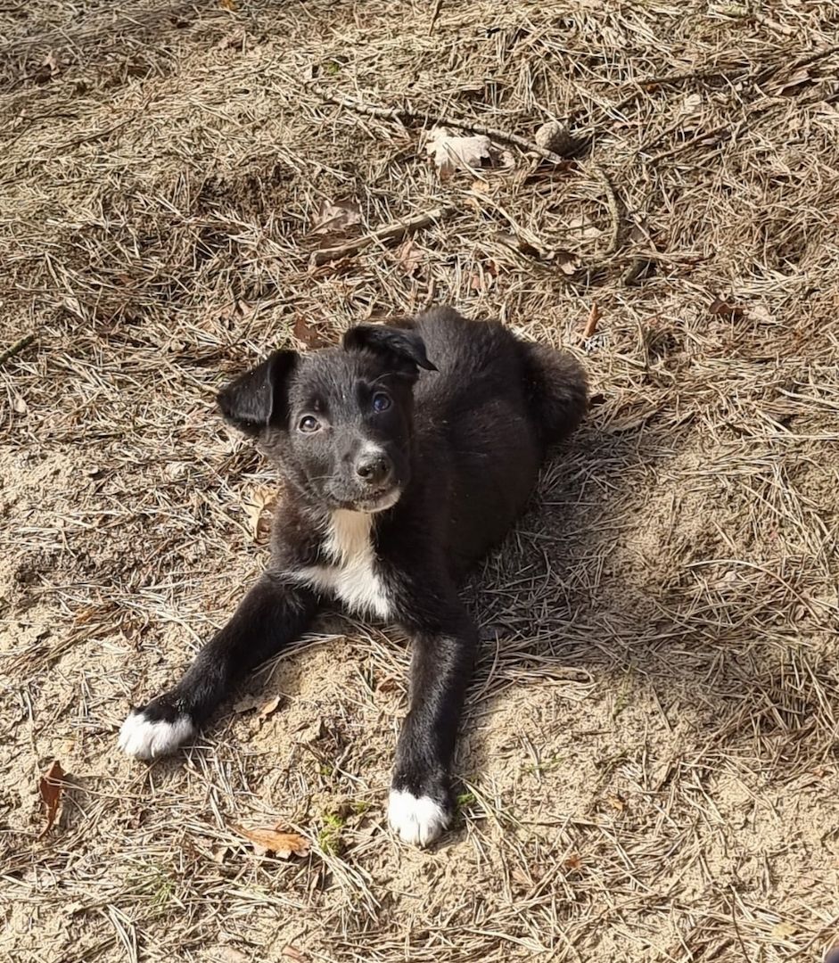 Hübsche Kinderliebe  Border Collie Mischlinge