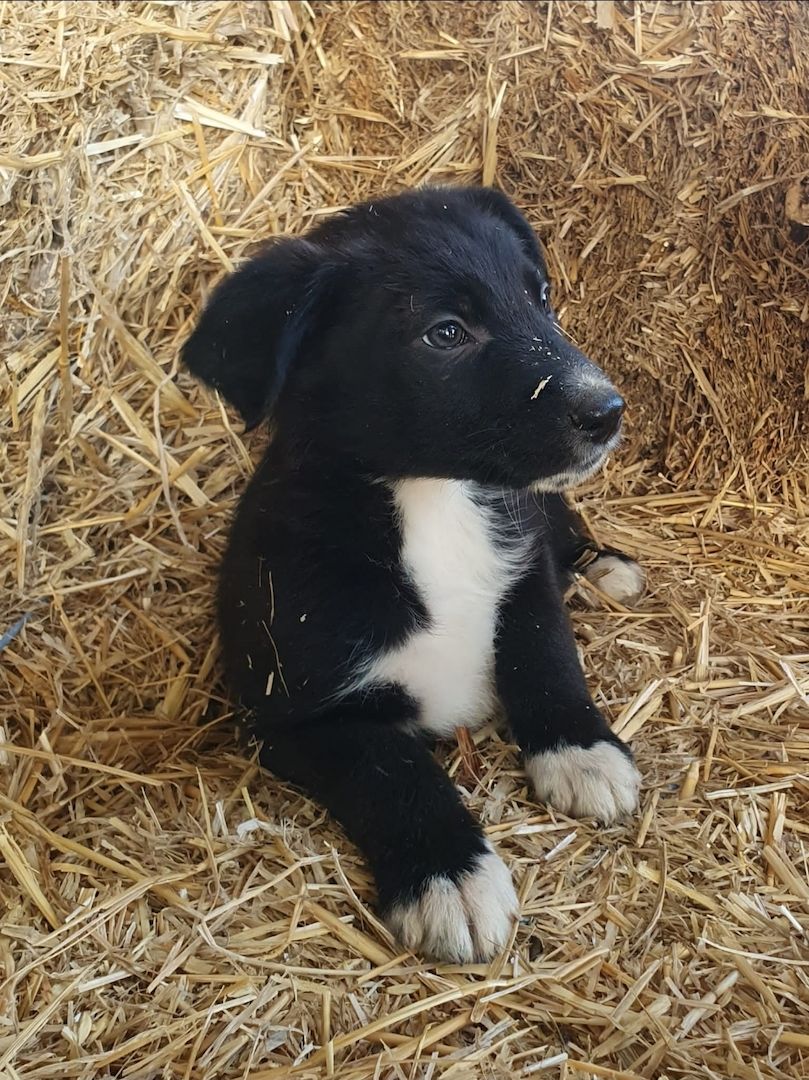 Hübsche Kinderliebe  Border Collie Mischlinge