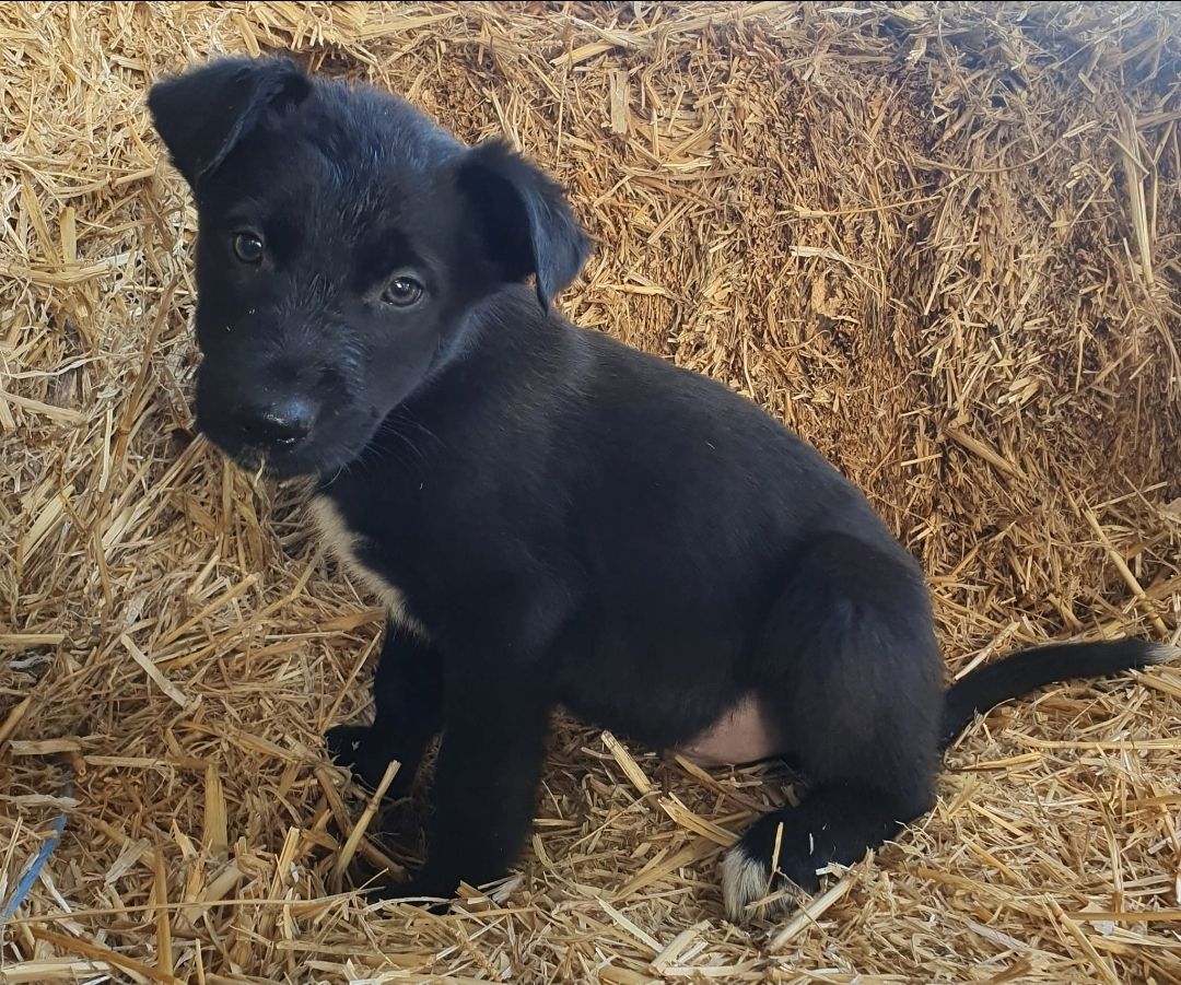 Hübsche Kinderliebe  Border Collie Mischlinge